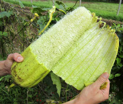 dried loofah having skin removed